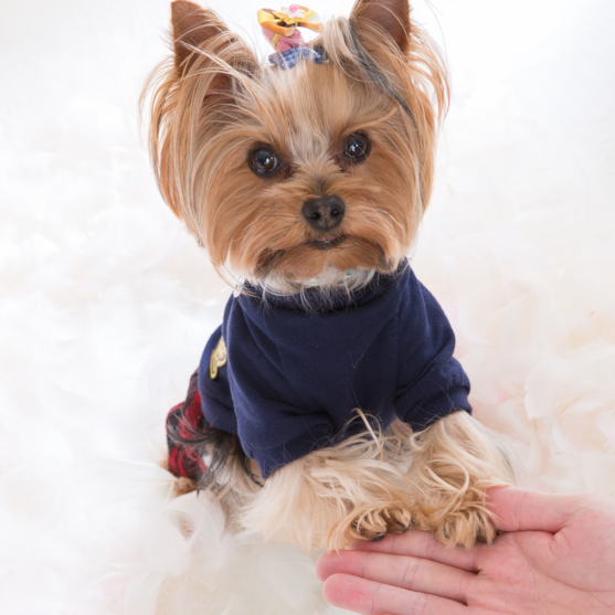 tan yorkie wearing an outfit in a white background